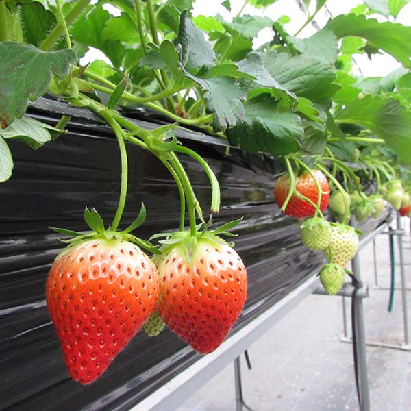 岐阜県産 いちご「華かがり」 2パック【限定200点】【お届け期間：3月1日〜3月31日】【お買い得セール2月】　商品画像3