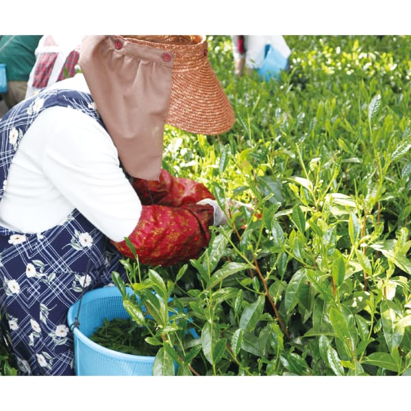 埼玉 新井園本店新茶 狭山茶詰合せ 缶85g×2缶【お届け期間】2026/05/25‐2026/06/10【超！春トク祭り】【KN】　商品画像3