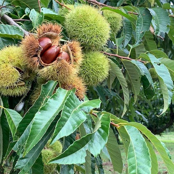 茨城 くりや くりやの焼き栗 3袋セット220g×3袋入【KN】　商品画像3