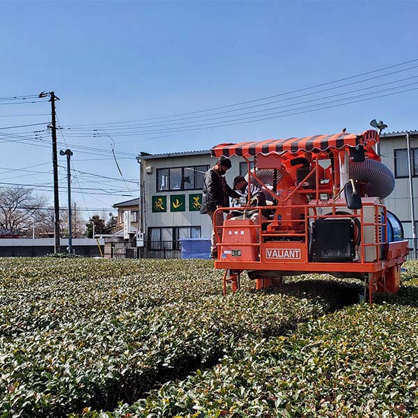 埼玉 長峰園 狭山茶葛餅セット【KN】　商品画像3