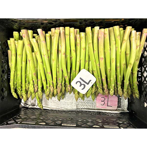 福岡県産 太芽アスパラガス グリーン 800g  3L【お届け期間：3月20日〜4月30日】【超！春トク祭り】　商品画像3