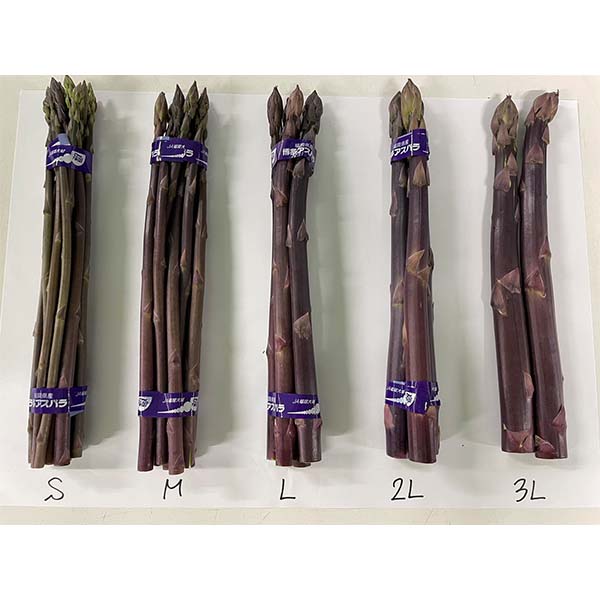 福岡県産 太芽アスパラガス 紫 800g 【限定10点】【お届け期間：3月20日〜4月30日】【超！春トク祭り】　商品画像3