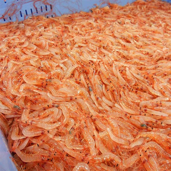 釜揚げ桜えびしらす・まぐろ丼の具付【超！春トク祭り】　商品画像3