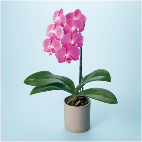 リーフ ミディ胡蝶蘭「ペニー」(SUSTEE付)+神戸スイーツポート 母の日焼き菓子セット【母の日】 商品画像3