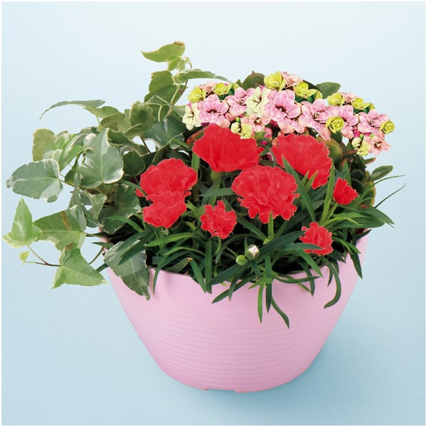 アサミグリーンプランツ カーネーションの寄せ植え(SUSTEE付)＋文明堂 月三笠2個入【母の日】　商品画像3