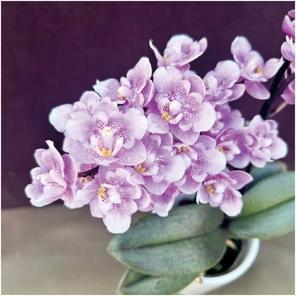 椎名洋ラン園 フリンジ咲きマイクロ胡蝶蘭「ダイヤモンドさくら」2本立(SUSTEE付)【母の日】　商品画像3