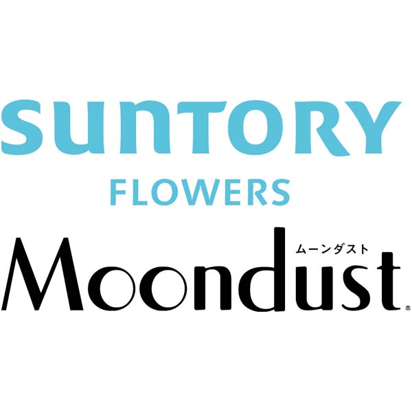 茨木春草園 50本のムーンダストブーケ【母の日】　商品画像3