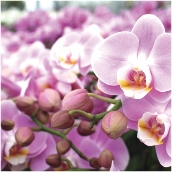 椎名洋ラン園 ミディ胡蝶蘭「エレガンス」2本立(SUSTEE付)【父の日】 商品画像3