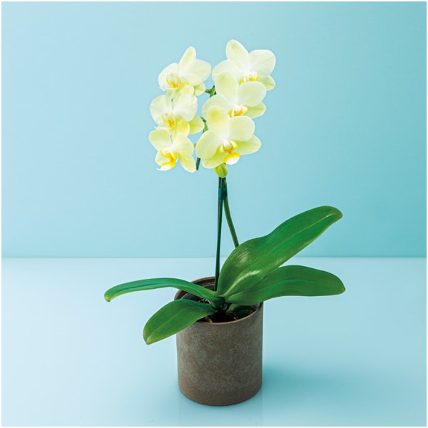 リーフ ミディ胡蝶蘭「グリーンピクシー」(SUSTEE付)＋太田製茶 玉露入りわらび餅【父の日】　商品画像3