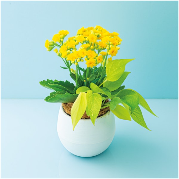 SUNCOF インテリアグリーンの寄せ植え(SUSTEE付)+太田製茶 玉露入りわらび餅【父の日】 商品画像3