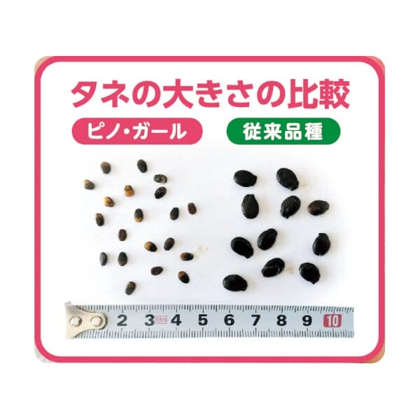 茨城県 筑西市地区 ピノ・ガール Mサイズ 1玉入り【お届け期間:5月19日〜6月30日】【KN】　商品画像2