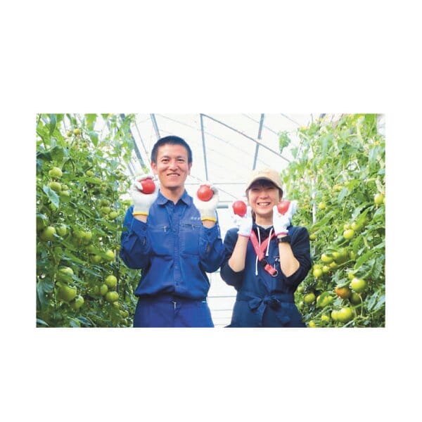 茨城県 筑西市地区・桜川市地区 スーパーフルーツトマト てるて姫大箱 18〜39玉入り【お届け期間:5月7日〜6月15日】【KN】　商品画像3