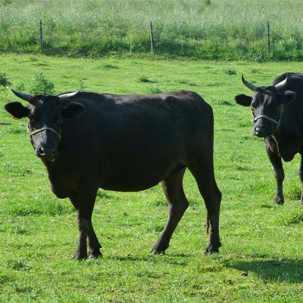 宮崎牛かたロース焼肉満腹セット 宮崎県産黒毛和牛1000g(焼肉用500g×2)【母の日】【NN】 商品画像3