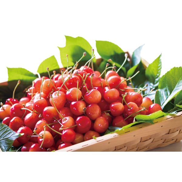 山形県産(東根市) GI東根さくらんぼ、佐藤錦(秀品 600gバラ)【お届け期間:6月14日〜6月30日】【MK】　商品画像3