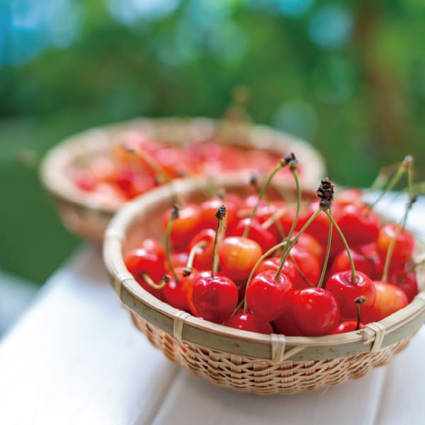 山形県産(寒河江市) アンスリーファームのさくらんぼ、佐藤錦または紅秀峰(秀品 600gバラ)【お届け期間:6月15日〜7月5日】【MK】　商品画像3