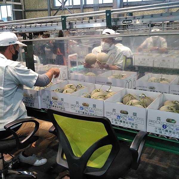 北海道夕張市産 JA夕張市 夕張メロン 大箱 3〜6個 ご自宅用【限定500点】【お届け期間:6月11日〜8月15日】【GW】 商品画像3