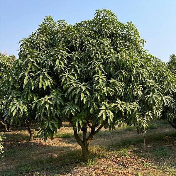 空輸直送 タイ産マンゴー(ナムドクマイ種) 15玉【お届け期間：5月1日〜6月15日】【GW】　商品画像3