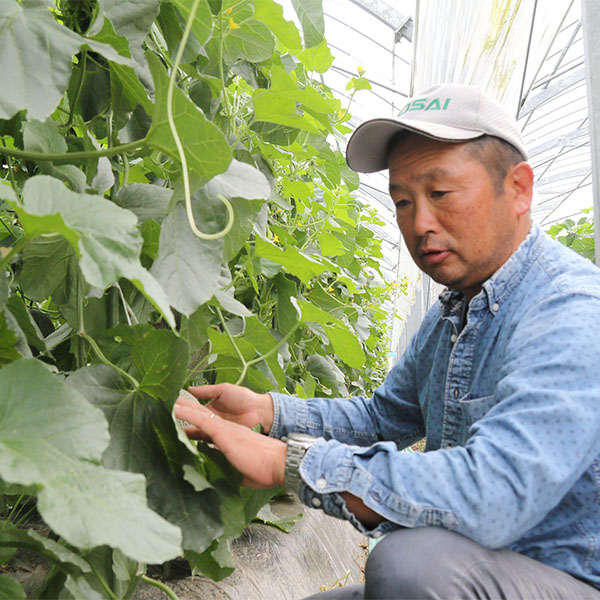 熊本県産永松農園の肥後グリーンメロン計3.6kg(2玉入り)【お届け期間:5月20日〜6月30日】【旬鮮便】【NN】 商品画像3