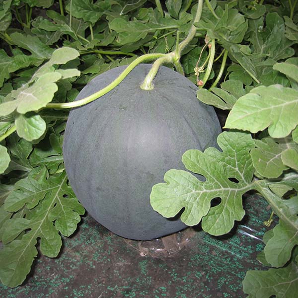 北海道産(JA当麻) でんすけすいか 大玉 秀品 4L以上【お届け期間：7月11日〜8月15日】【北海道フェア】　商品画像3