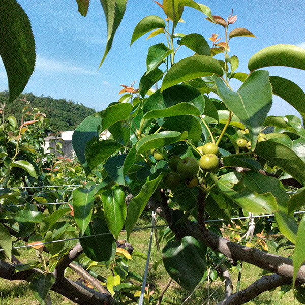 鳥取県産 砂口さんの二十世紀梨 赤秀 3kg【限定50点】【お届け期間：8月20日〜9月25日】【おいしいお取り寄せ】　商品画像3