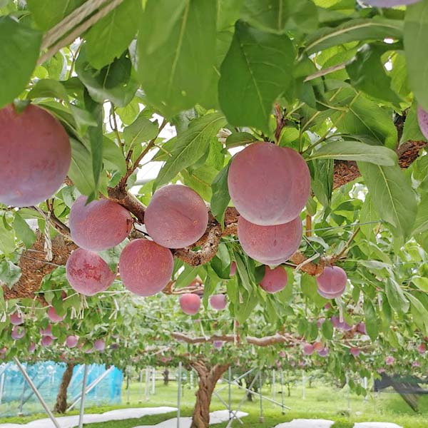 山梨県産 小野さんのプラム 貴陽(きよう) 化粧箱入り(大玉7〜9玉) 【限定15点】【お届け期間:7月5日〜7月25日】【お買い得セール6月】 商品画像3