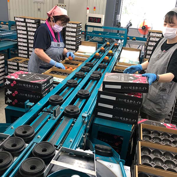 北海道産(JA北はるか) トマト はるかセブン ご自宅用 8〜15玉【限定100点】【お届け期間：8月1日〜8月31日】【北海道フェア】　商品画像3
