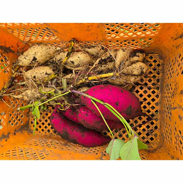 埼玉県産(富の川越いも) さつまいも 紅白セット 計3kg【限定100点】【お届け期間：12月1日〜12月25日】【オクトーバーフェスト】【おいしいお取り寄せ】　商品画像2