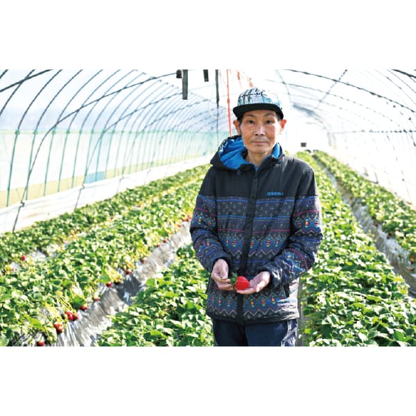 埼玉県産 加須市地区 水野農園のいちご(あまりん) 250g入×2パック【お届け期間:12月5日〜12月31日】【KN】 商品画像3