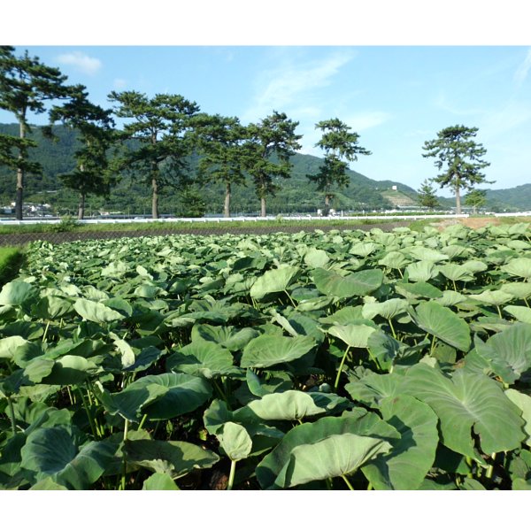 神奈川県開成町 開成弥一芋 1箱2kg(500g袋×4、M〜2Lサイズ)【限定120点】【お届け期間：10月15日〜12月10日】【フードアルチザン】　商品画像3