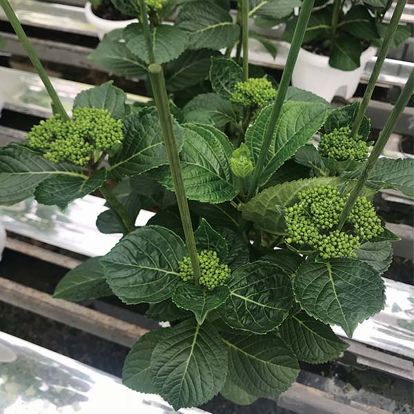 島根アジサイ研究会 あじさい「万華鏡」(SUSTEE付)【限定300点】【母の日】　商品画像4