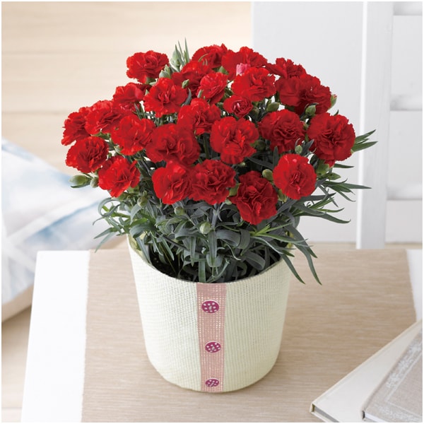 帝国ホテル クッキー詰合せとカーネーション(赤)【母の日】 商品画像4