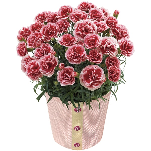 パティスリー モンシェール エタニティーローズとカーネーション(いちごホイップ)【母の日】 商品画像4