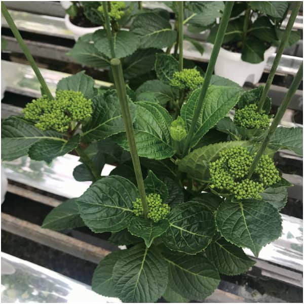 島根アジサイ研究会 あじさい「万華鏡」(SUSTEE付)【母の日】 商品画像4