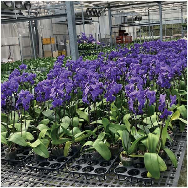 石原産業 胡蝶蘭「BLUE GENE(ブルージーン)」(SUSTEE付)3本立ち【父の日】　商品画像4