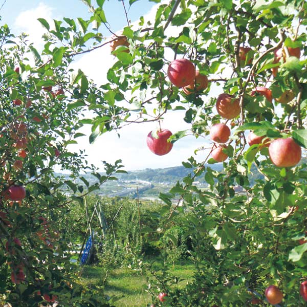 長野県産 志賀高原のサンふじりんご(お届け期間：12/5〜12/31)【冬の贈りもの・お歳暮】　商品画像4