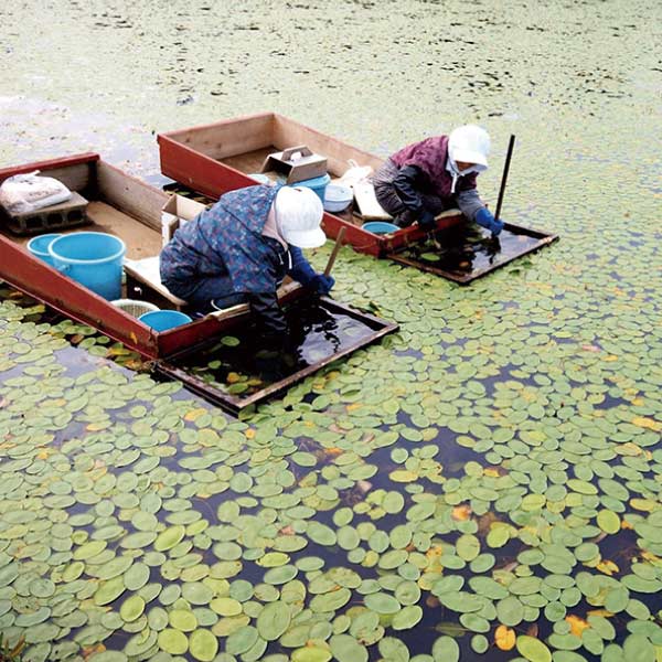 秋田芝生 秋田県三種町産のじゅんさい【夏の贈りもの・お中元】　商品画像4