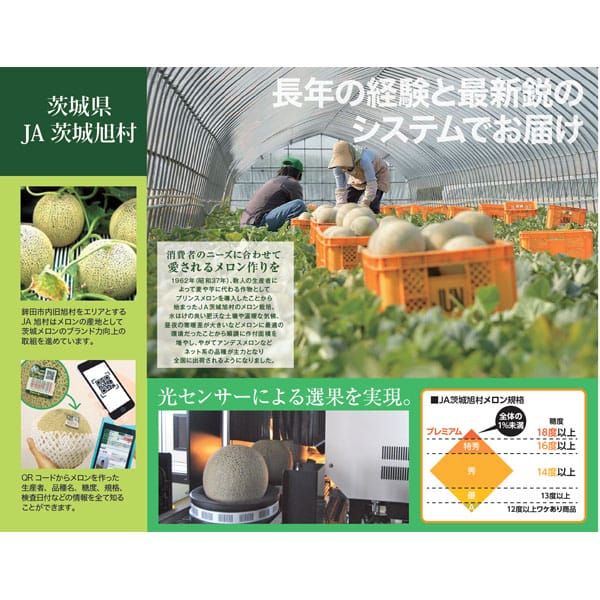 茨城県産(JA茨城旭村) オトメメロン(3Lサイズ4個)【お届け期間:4月27日〜5月17日】【KN】　商品画像4