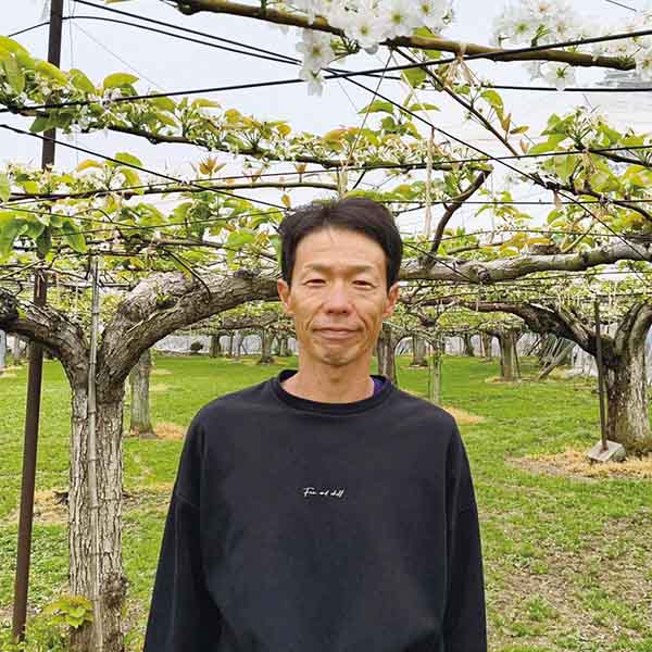 栃木県産 JAうつのみや 豊水梨(4L〜5L・5kg・12玉〜10玉)【お届け期間:9月1日〜9月18日】【KN】　商品画像2
