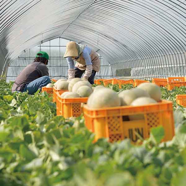 茨城県産 JA茨城旭村 アールスメロン(1箱(2玉入り)) 【お届け期間:8月27日〜9月25日】【KN】　商品画像2