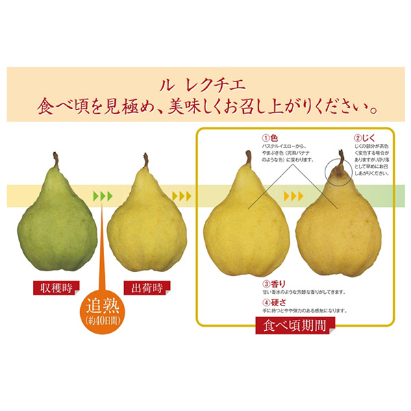 新潟県産(加茂市)伊丹さんのル レクチエ 3kg(7〜11玉)【お届け期間 11／18〜12／28】【ふるさとの味・北陸信越】　商品画像4