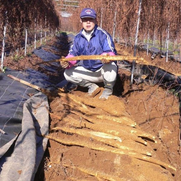 茨城県 エコファーム星山 自然薯そば・うどん詰合せ【お届け期間：2024/11/10〜2024/12/28】【ふるさとの味・北関東】　商品画像4