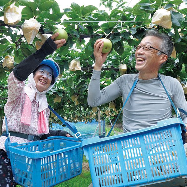 鳥取県産(JA鳥取中央) 東郷の二十世紀梨 赤秀2kg3L6玉または4L5玉(お届け期間:8月26日〜9月25日)【NN】　商品画像4