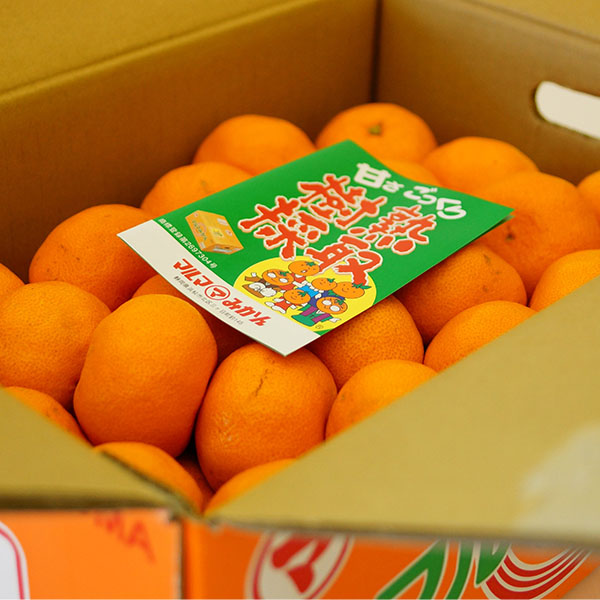 静岡県産(三ケ日) 熟果みかん 青島種 5kg【お届け期間:1月5日〜1月31日】【お買い得セール12月】 商品画像3