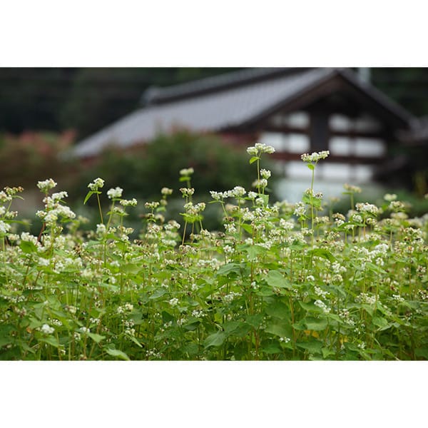 茨城 伊勢又米穀製粉 常陸秋そばセット(国内製造 そば1000g)【夏の贈りもの・お中元】【KN】　商品画像4