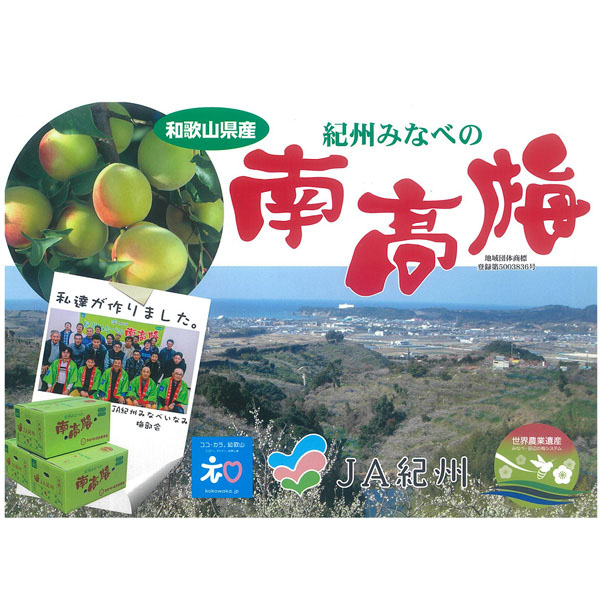 和歌山県産 JA紀州 南高梅 秀3L 3kg  【ふるさとの味・東海】　商品画像4