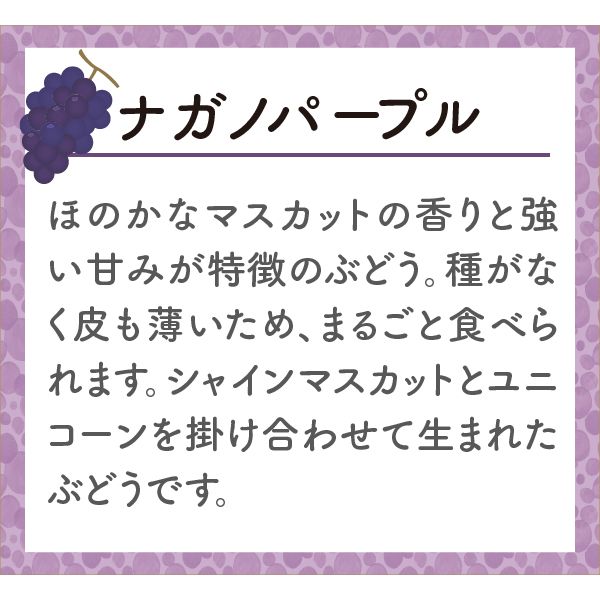 長野県産 ナガノパープル1房(550g)【限定200箱】【お届け期間：9月5日(木)〜9月30日(月)】【ふるさとの味・南関東】　商品画像4