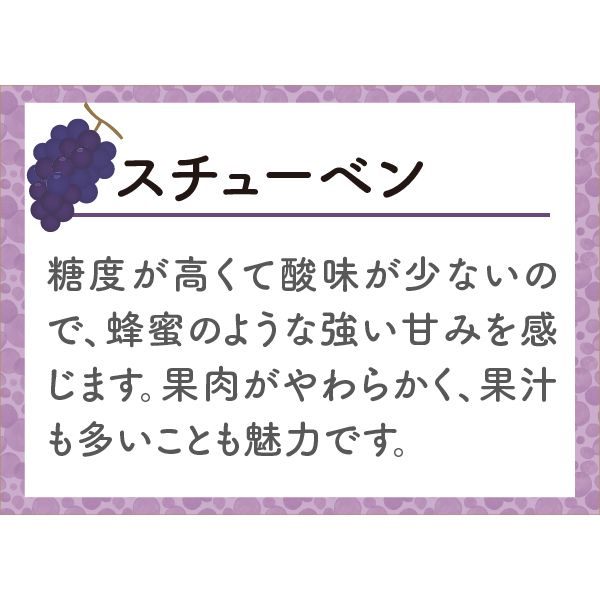 青森県産 スチューベン 2kg(5〜9房)【お届け期間：11月5日(火)〜12月15日(日)】【ふるさとの味・南関東】　商品画像4