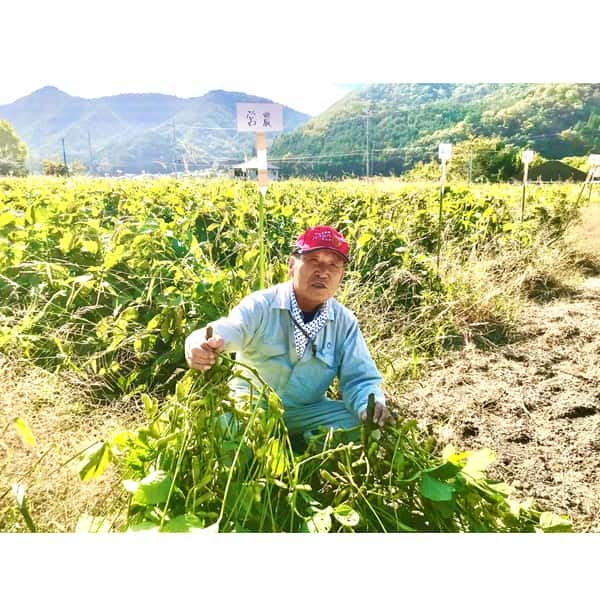 兵庫県三田市産 JA兵庫六甲 丹波黒大豆枝豆 旨さやパック詰め合わせ 秀品 莢取りFG200g 8袋入【お届け期間：10月14日〜10月31日】【旬の味覚便】【ふるさとの味・近畿】　商品画像4