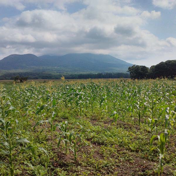 青森県産(JAつがる弘前) とうもろこし 嶽きみ L 6本【お届け期間：8月25日〜9月20日】【おいしいお取り寄せ】　商品画像4