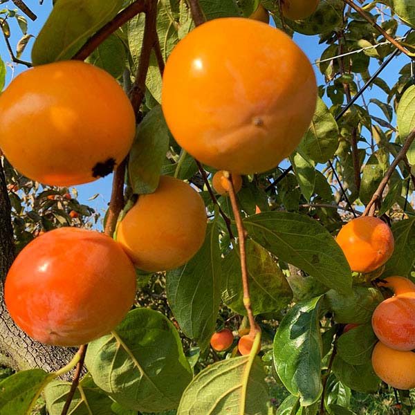 鳥取県産 柿 富有柿 2kg(赤秀)【限定100点】【お届け期間：11月1日〜11月30日】【イオンカード会員限定8月】　商品画像4